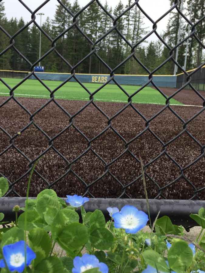 Overlooking the back fence of the baseball field where Varsity, JV, and C-Team play and practice, at Tahoma High School in Maple Valley, Washington.