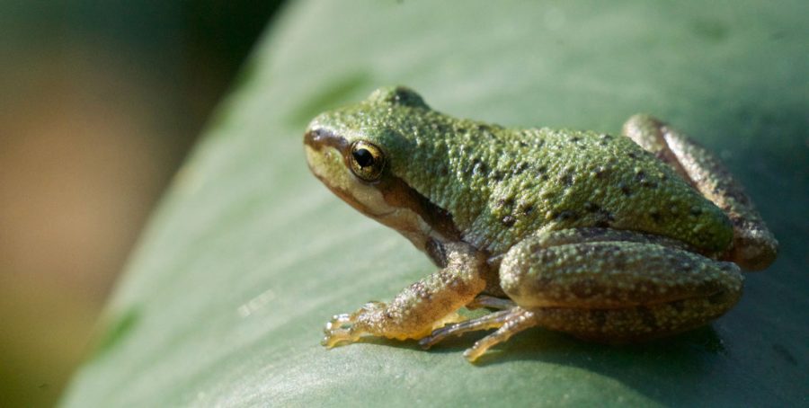 Earth Day Special: Our Endangered Frogs