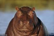 Hippos, a Menace at Large