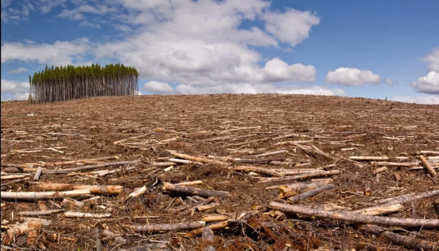 Deforestation and it’s gradual dismantling of Earth’s forests, wildlife, and temperature regulation 
