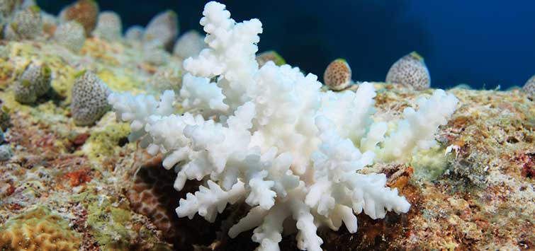 We are Killing our Coral Reefs