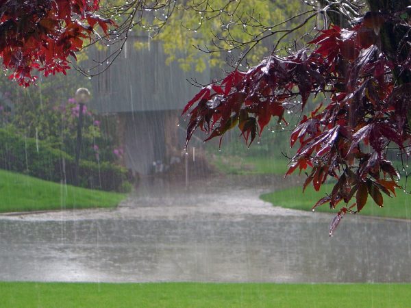Washington Spring Showers