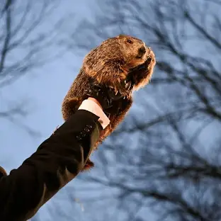 Punxsutawney Phil 