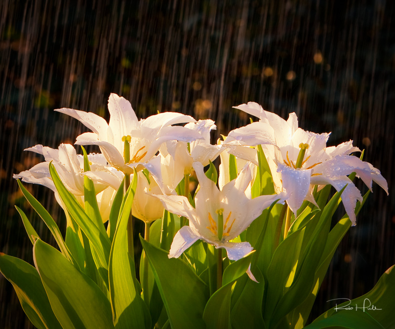 April Showers Bring May Flowers