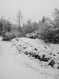 Unexpected Snow in Maple Valley