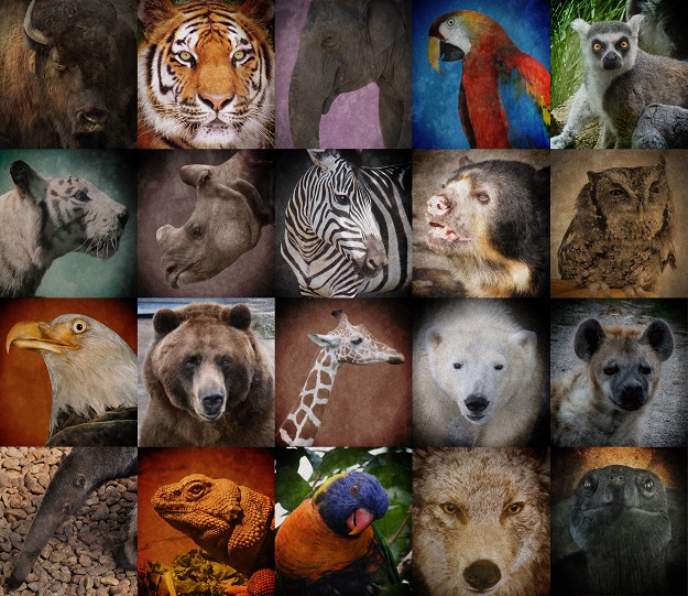 endangered animals